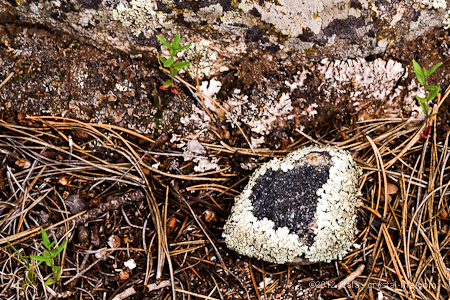Lichen Heart, Estes Park, Colorado