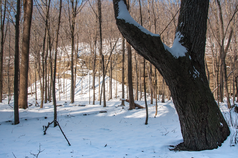view across the meadow