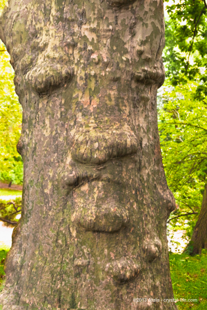 Communicating with Nature Spirits