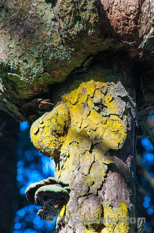 Yellow Lady - by Atala