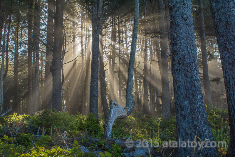 Spruce Trail vortex - by Atala