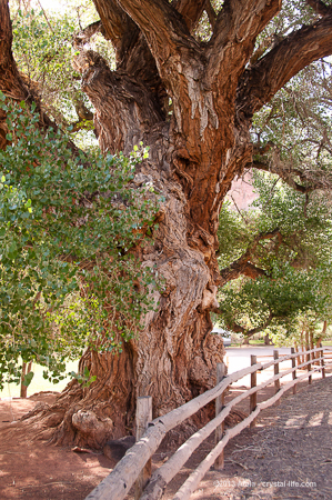 A Friend of the Trees