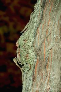 Greenman of Geneva - Atala Toy