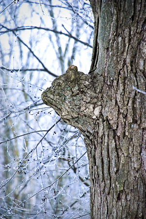 A Video Visit with Bear Spirit