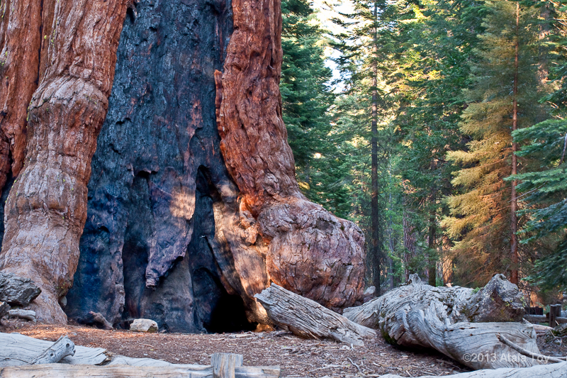 Nature Spirits - Grizzly Giant, Yosemite | Crystal Life