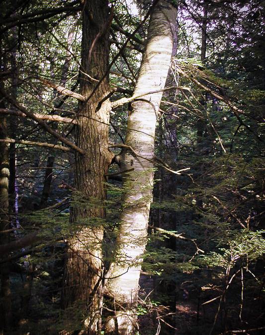 Trees in Love | Laura Clavio