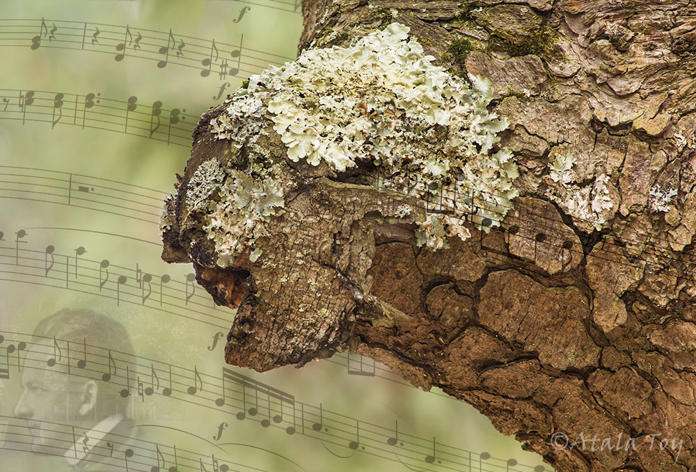 Maestro of Tanglewood
