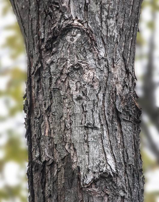A Visit with the Nature Spirits of Olcott – by Richard Smoley