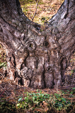 How to Photograph Nature Spirits – Instructions
