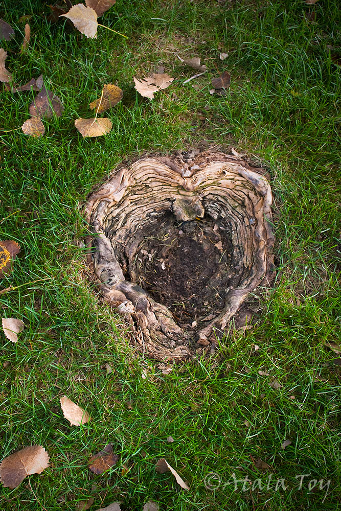 Spirit Portal in Cottonwood