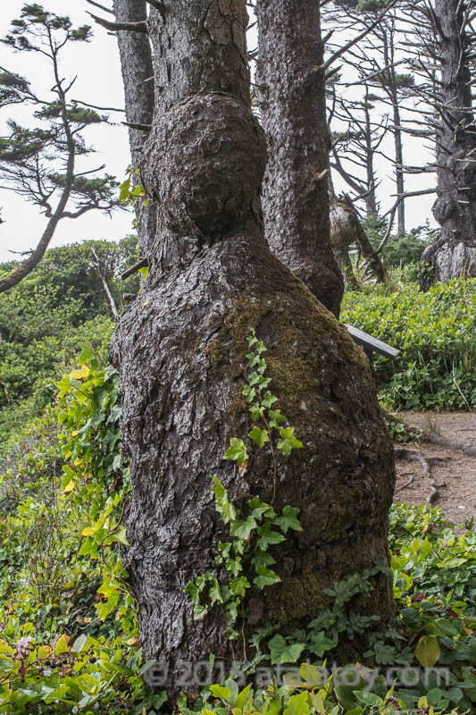 Toy-female-burl