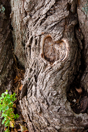 heart-fabyan-1
